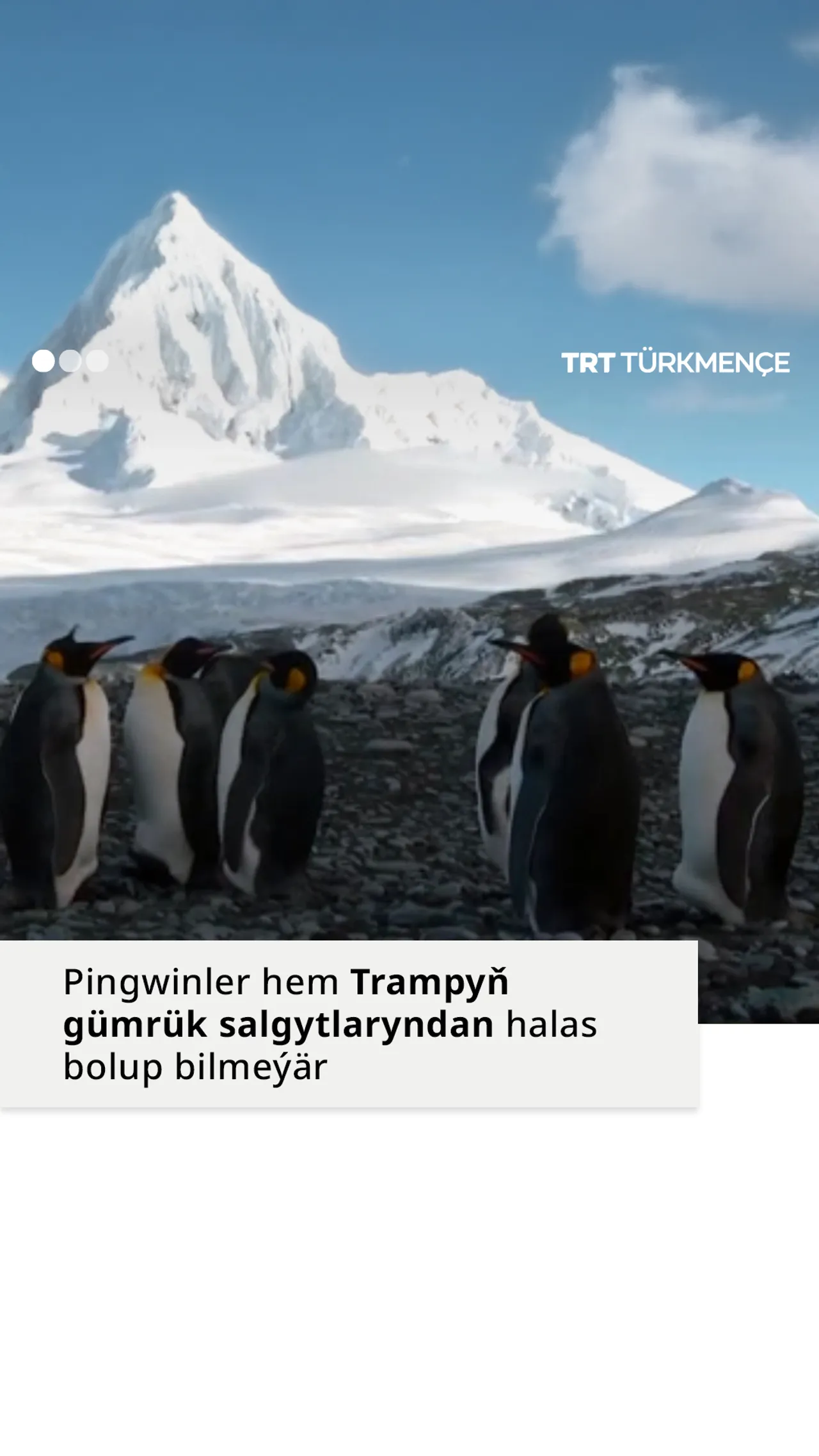 Pingwinler hem Trampyň gümrük salgytlaryndan halas bolup bilmeýär